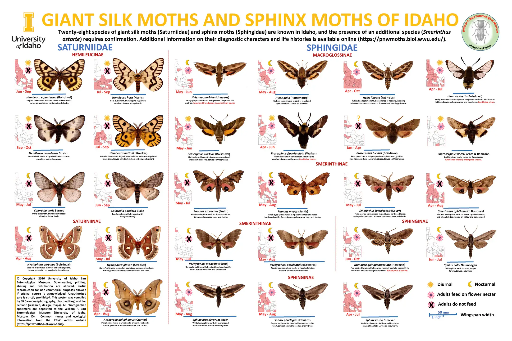 A downloadable poster of one variety type of insects