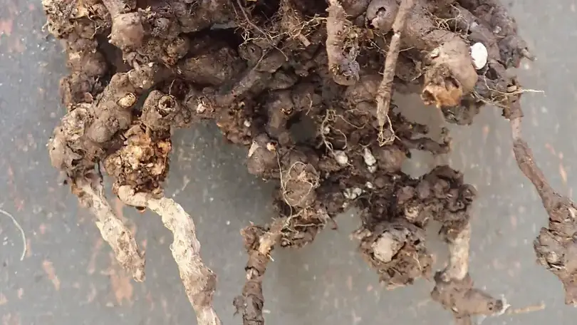 Wooly apple aphid damage to crabapple roots