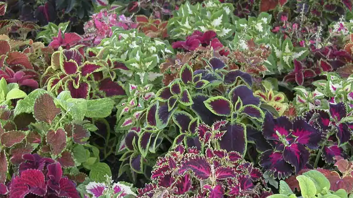 Herbaceous plants that are typically annuals