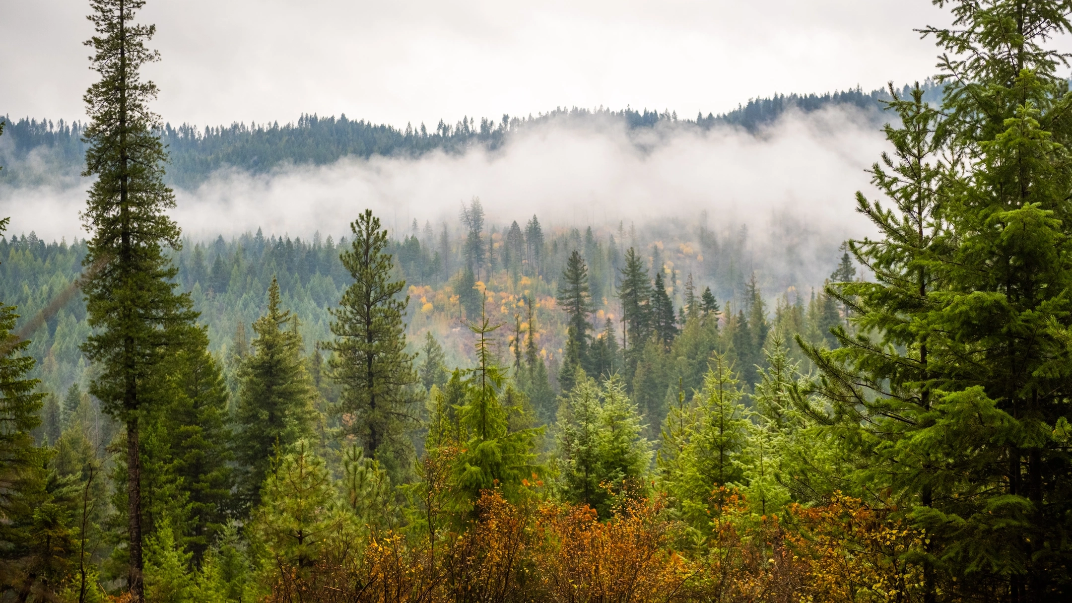 Logging and Maintenance at the Experimental Forest