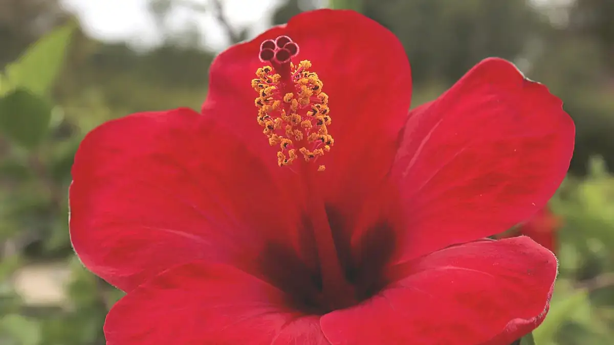 A variety of perennials from African daisies to yarrow