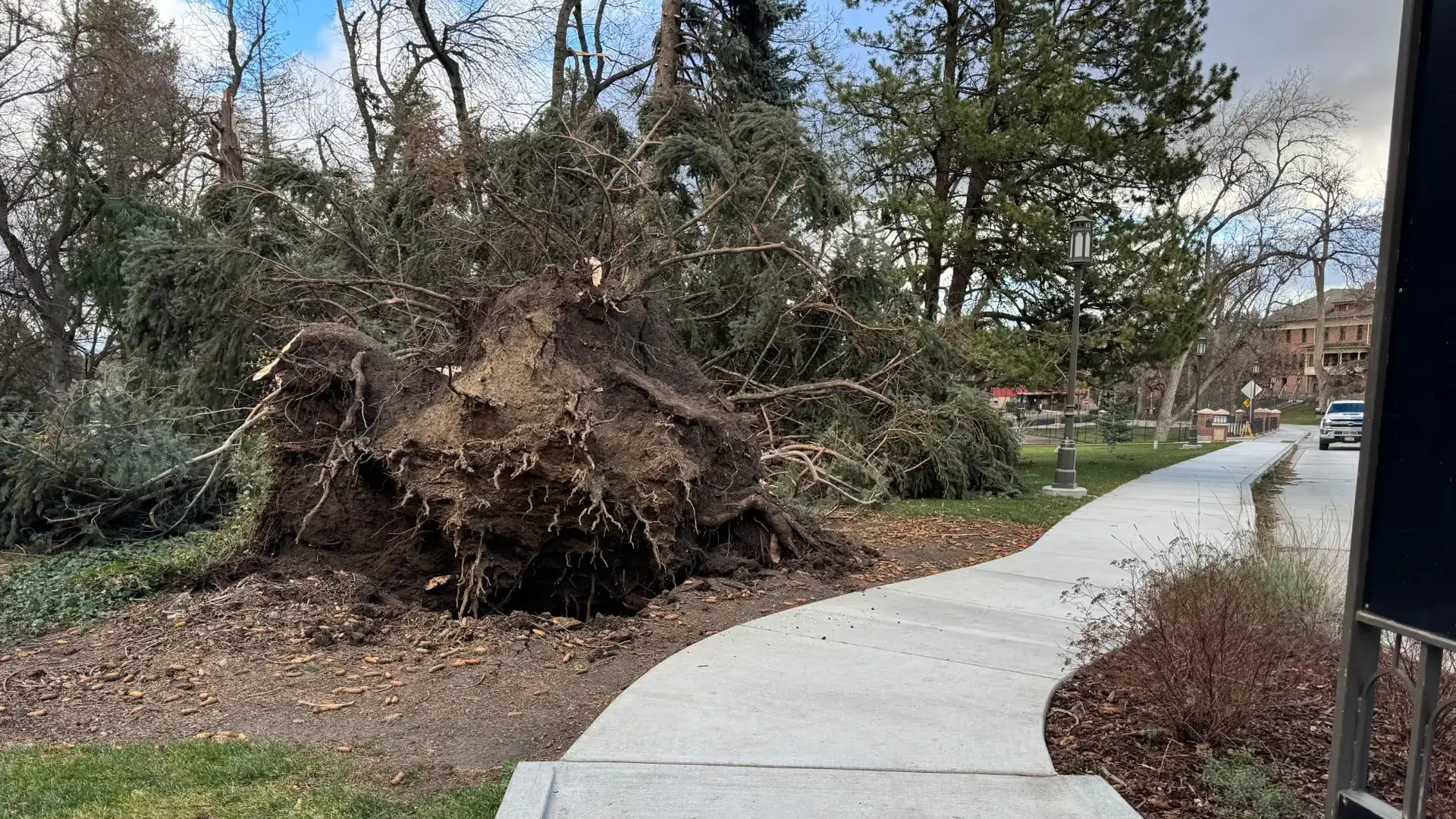  A massive spruce tree uprooted by a storm.