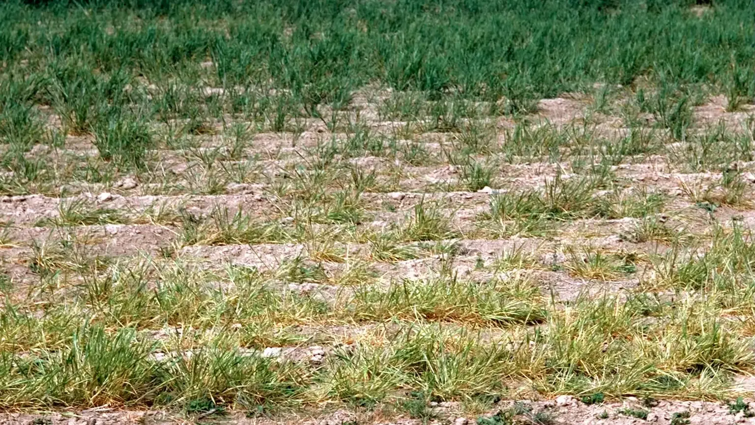 Damage on wheat caused by Russian wheat aphid
