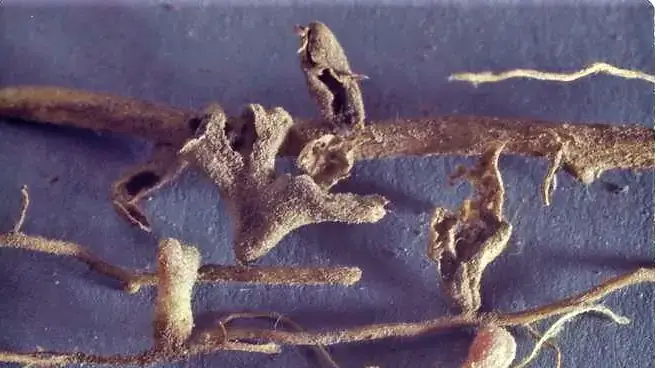 Pea leaf weevil damage on root nodules by larvae.