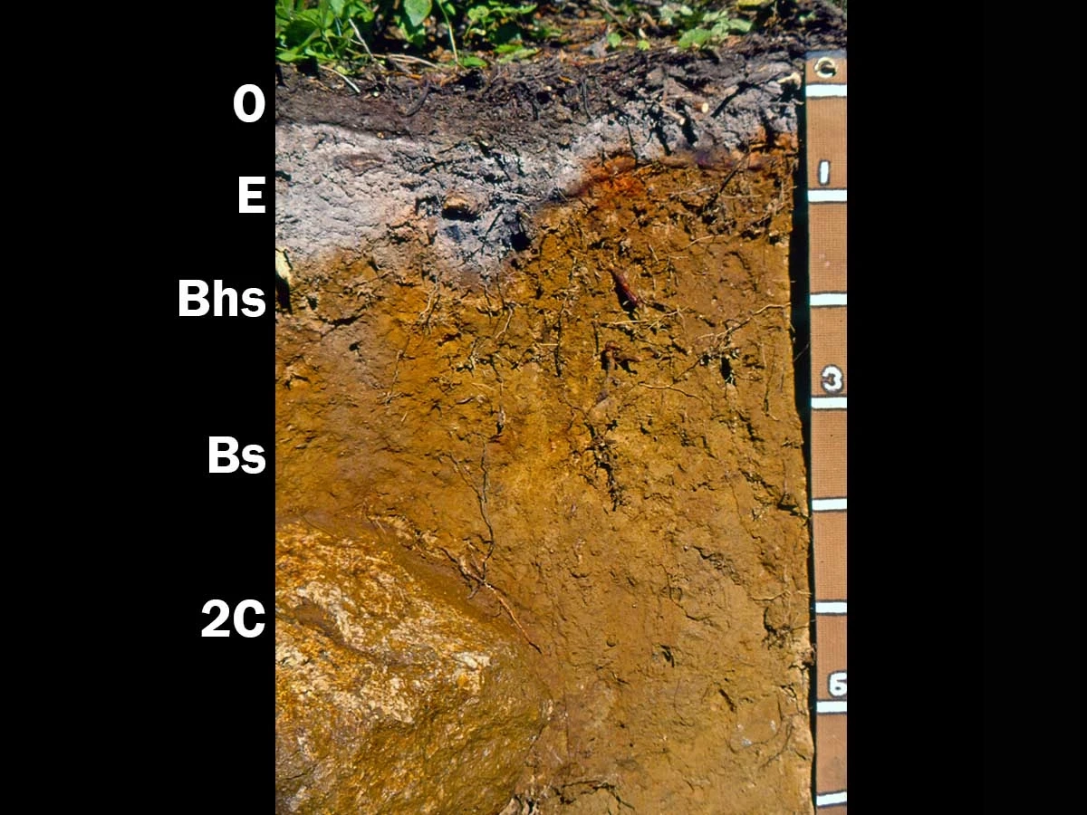 Andic haplcryod layers of soil