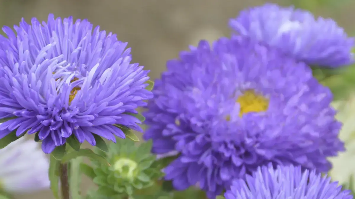 Herbaceous plants that are typically annuals