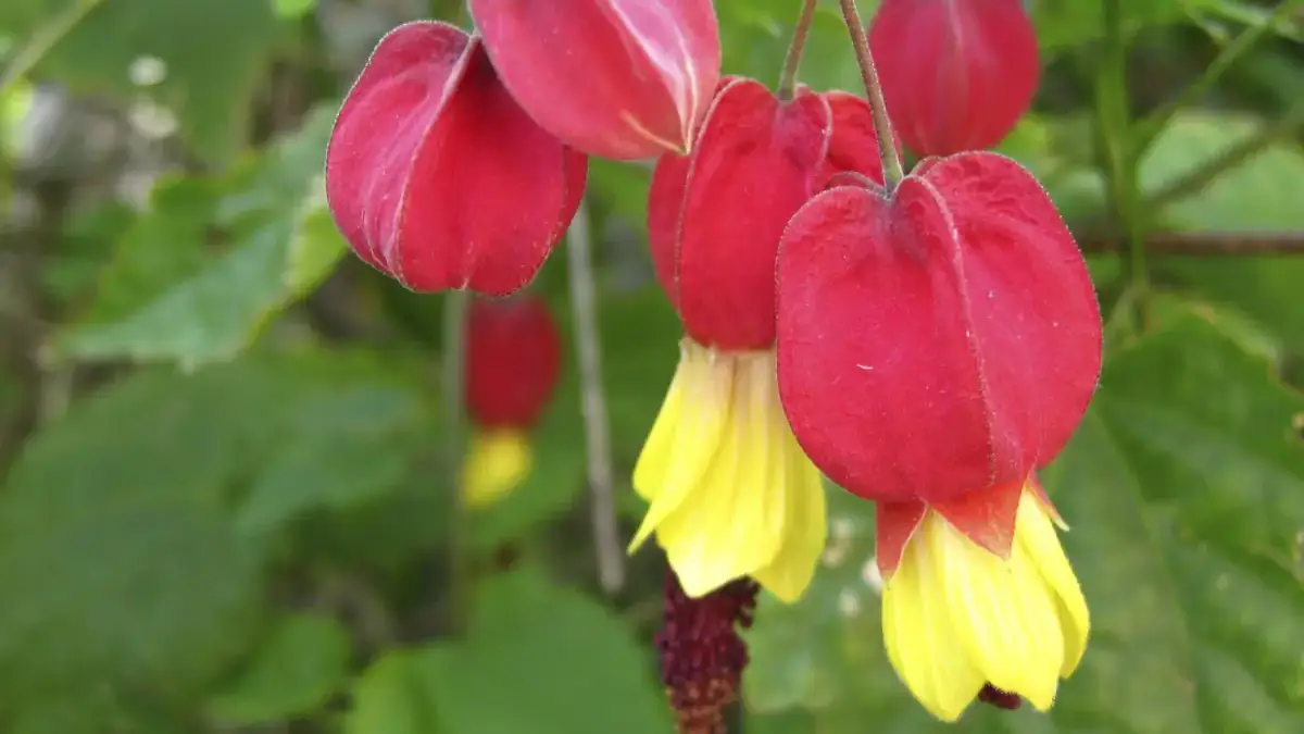 Herbaceous plants that are typically annuals