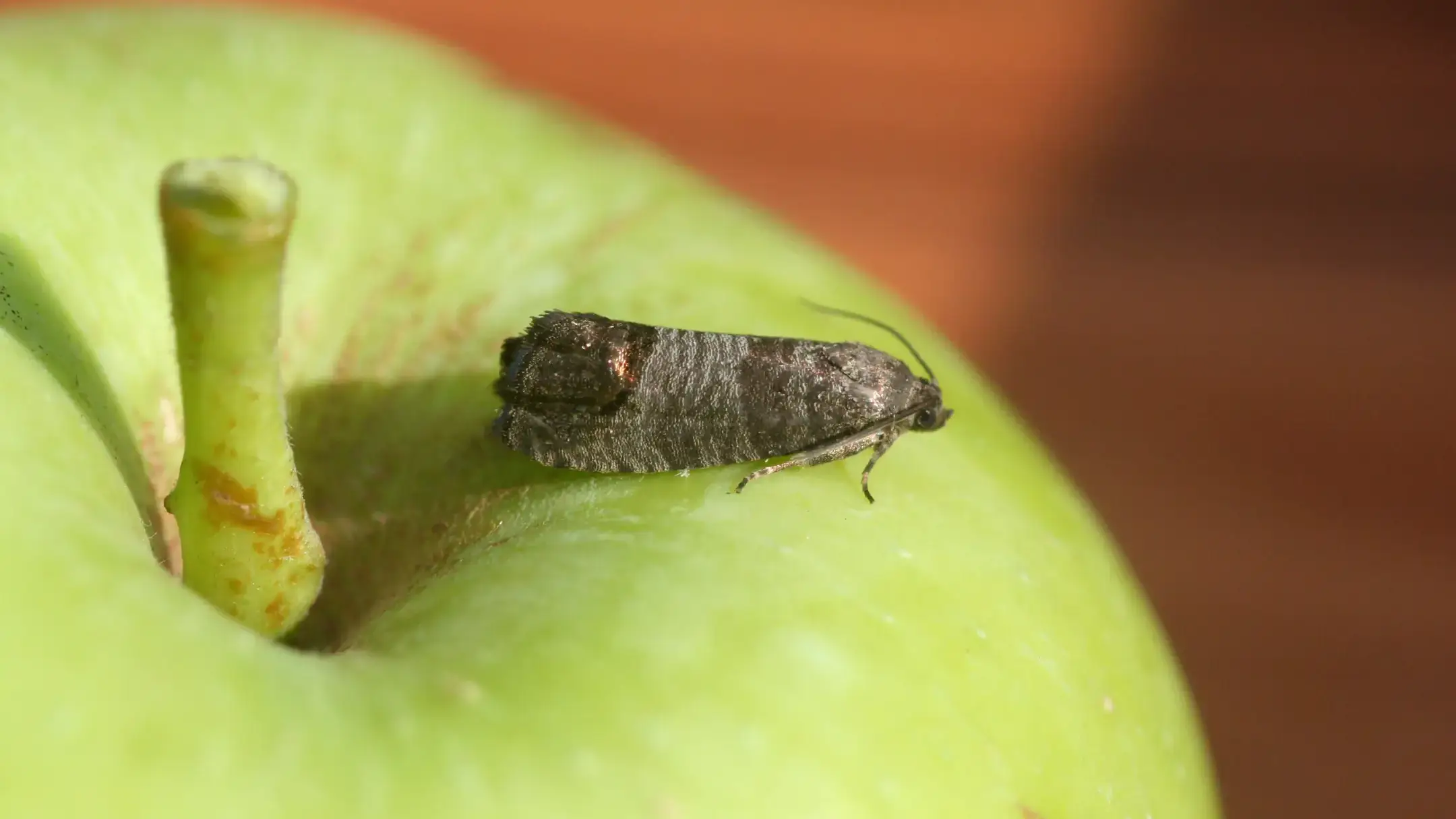Codling moth adult on top of a green apple.