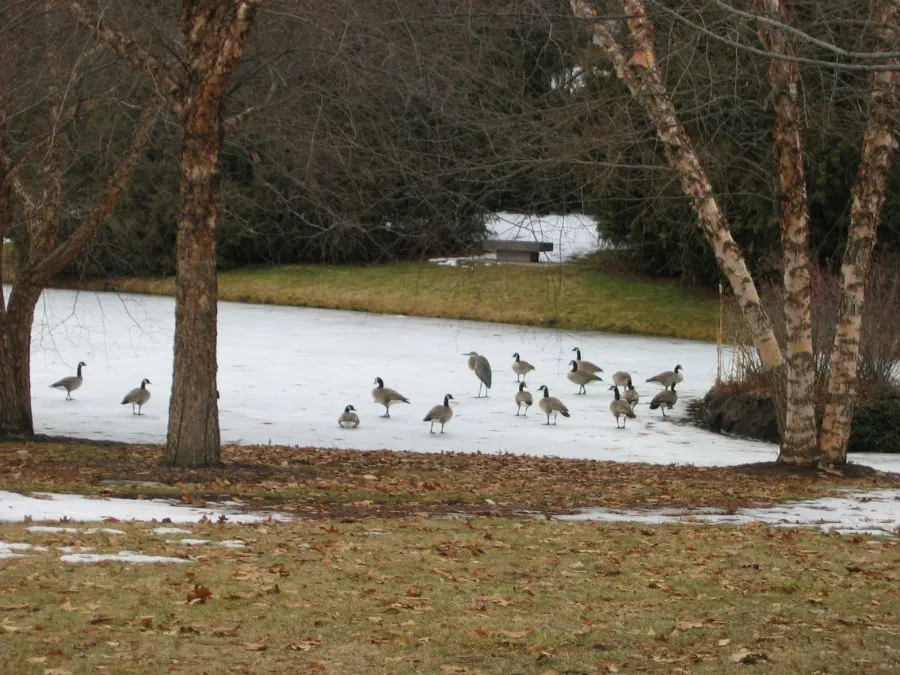 Great blue heron among Canada geese on snow in the Arboretum