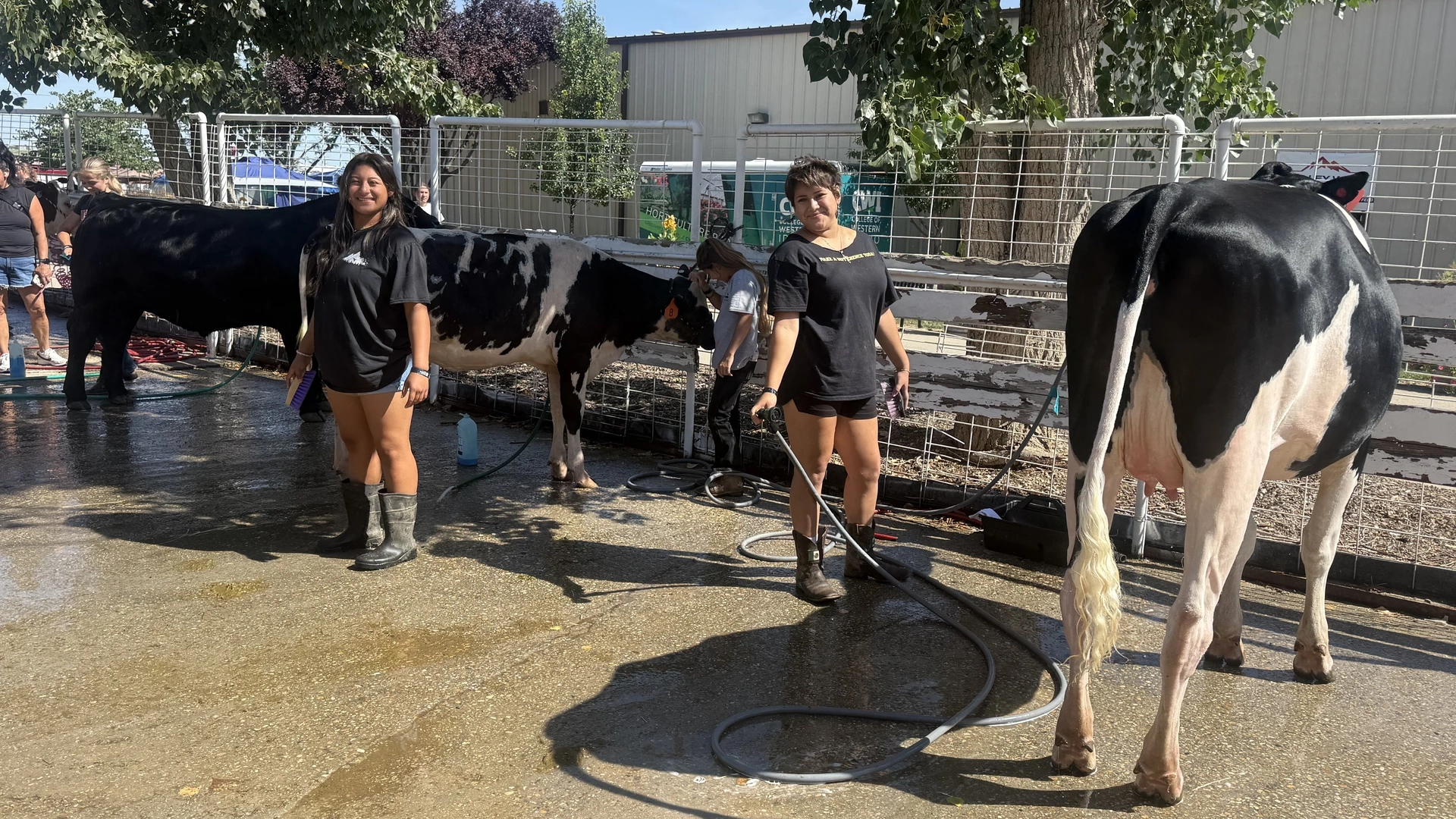 Two young girls, their mother and three dairy cows stand on a concrete pad, where they are cleaning the animals for a show. Their mother holds a hose.