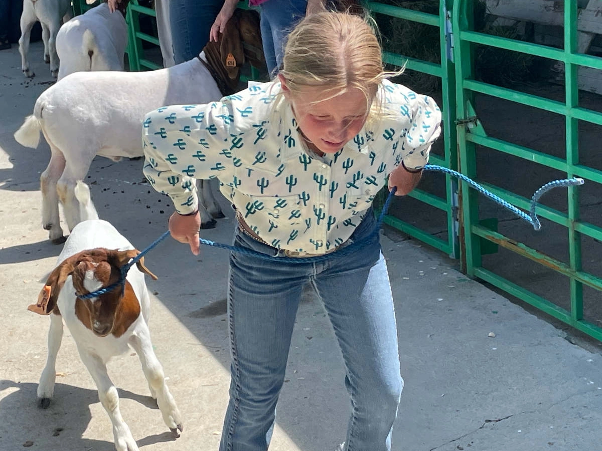 A child walking a goat on a leash