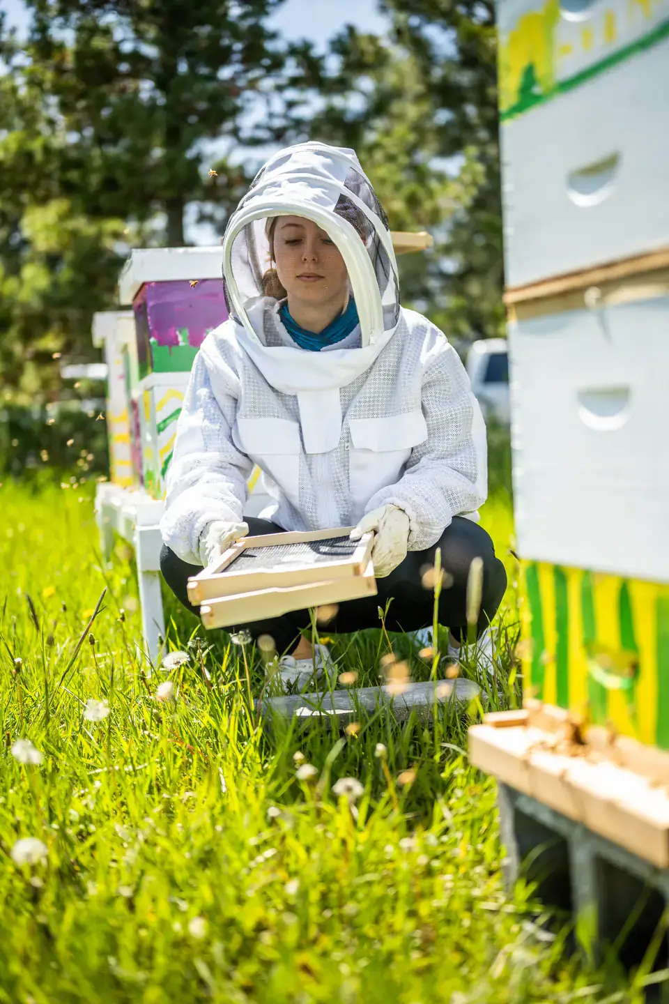 Keera Paull, a Spring 2022 graduate from Coeur d’Alene is a molecular biology student working in JT Van Leuven’s lab where she is looking for a cure for foulbrood, a bacterial disease that kills bees