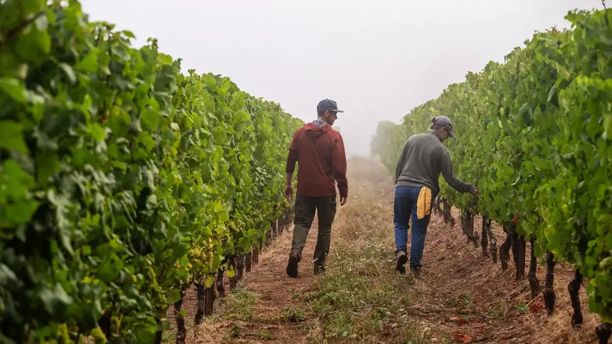 Men walking through vineyards.