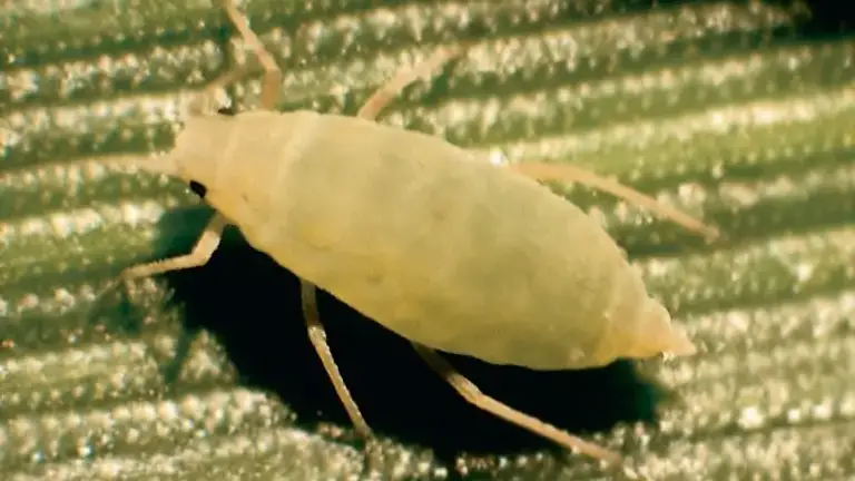 Comparing cornicle sizes of a Russian wheat aphid and English grain aphid.
