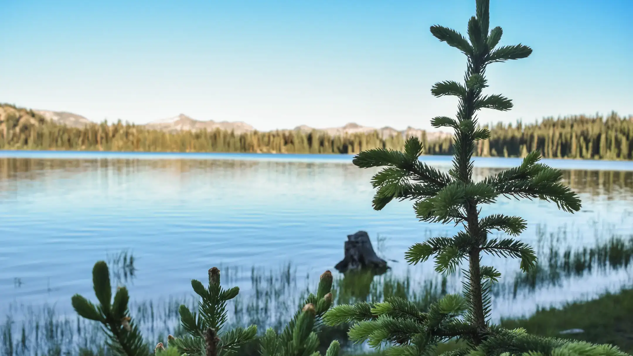 A view of the treeline surrounding a lake