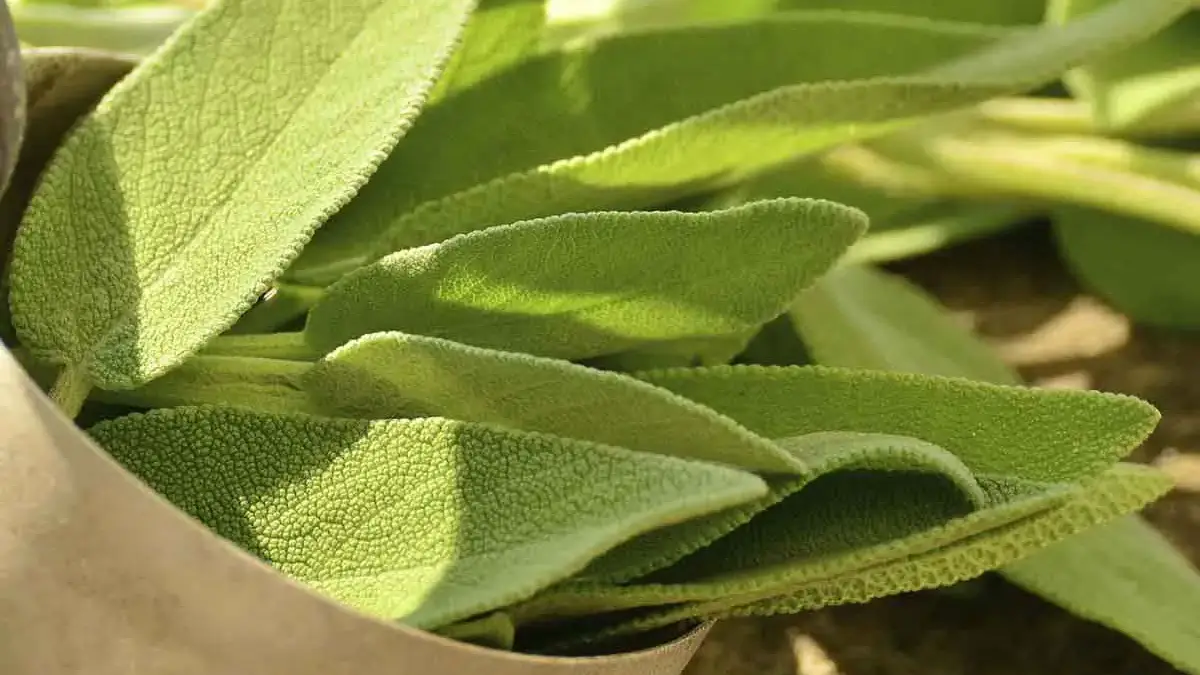 Landscapes and Gardens photos