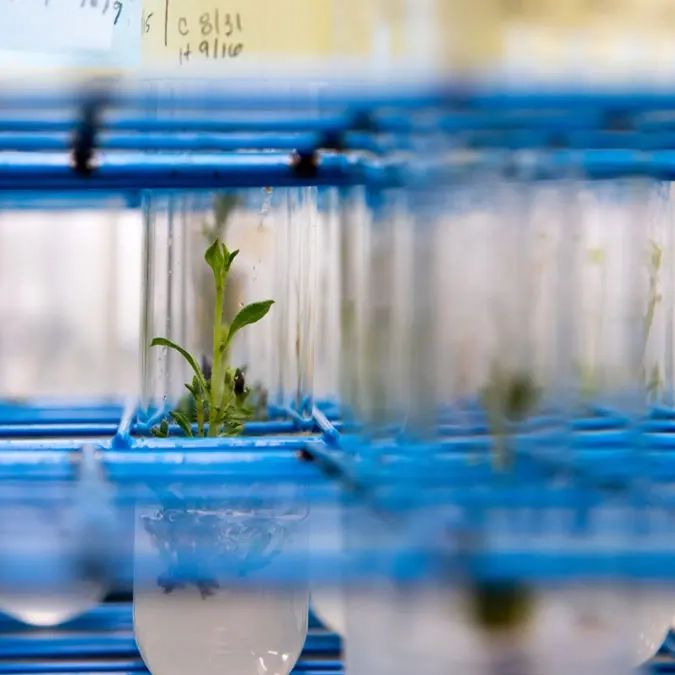 potato seedlings in jars, in a laboratory