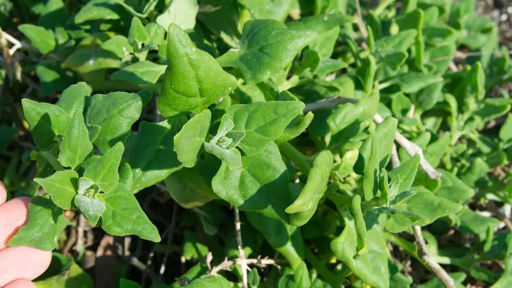 Landscapes and Gardens photos