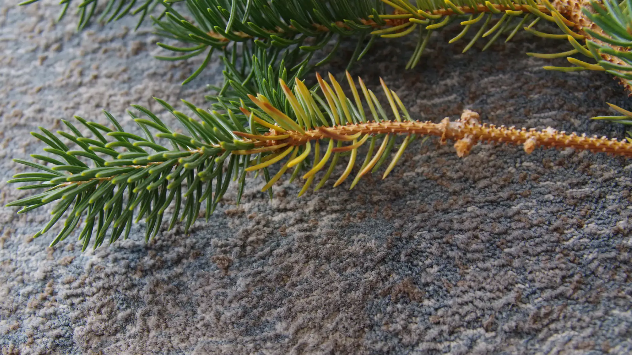 Early spruce needle cast infection causing yellowing.