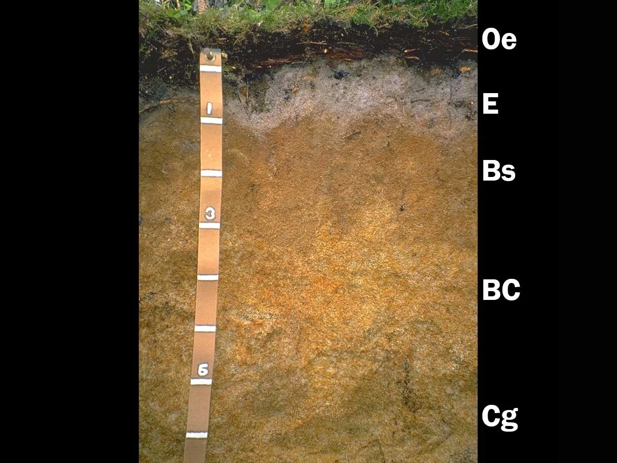Aquic haplcryod layers of soil