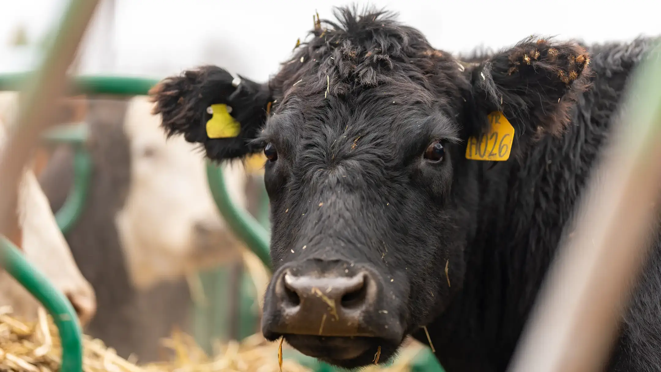 Ken Koceja is graduating with a degree in Animal and Veterinary Science (Business option) and will begin graduate school in January at West Texas A&M, focusing on ruminant nutrition.