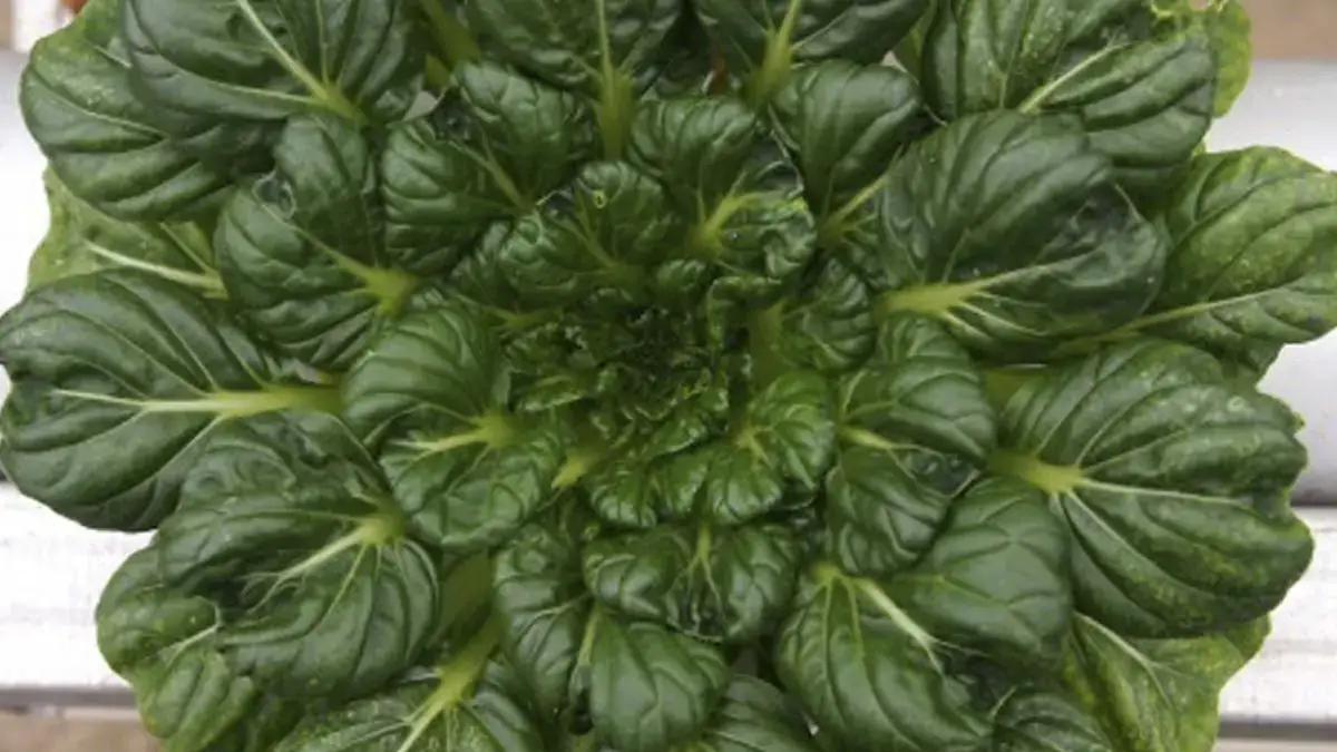 Landscapes and Gardens photos