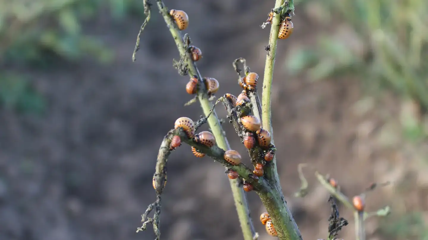 Colorado beetle larva on potato plant and the feeding damage.