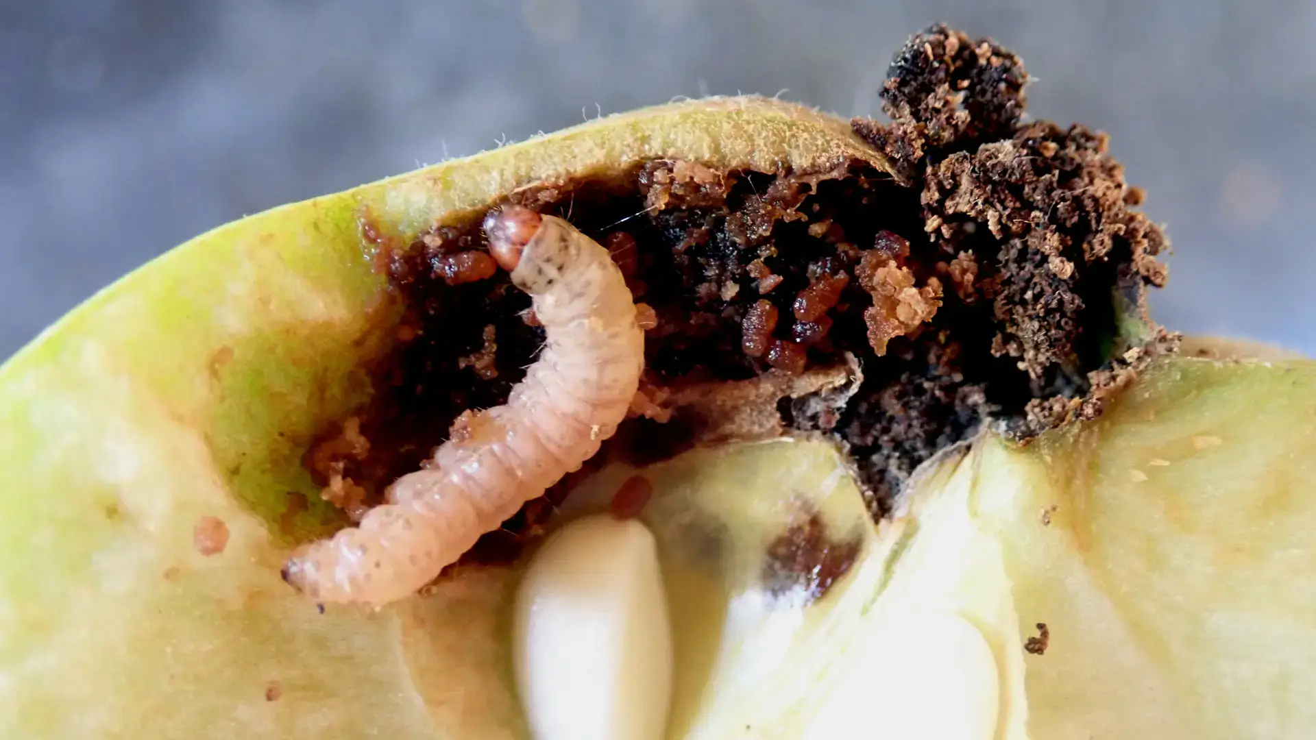 Integrated pest management photos and files