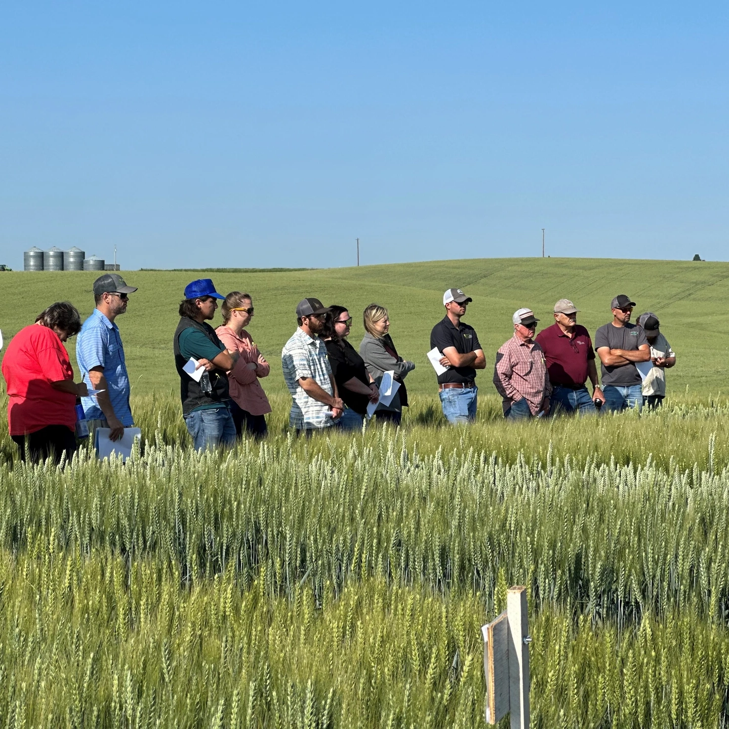 Several people stand in a crop field and listen to a speaker.