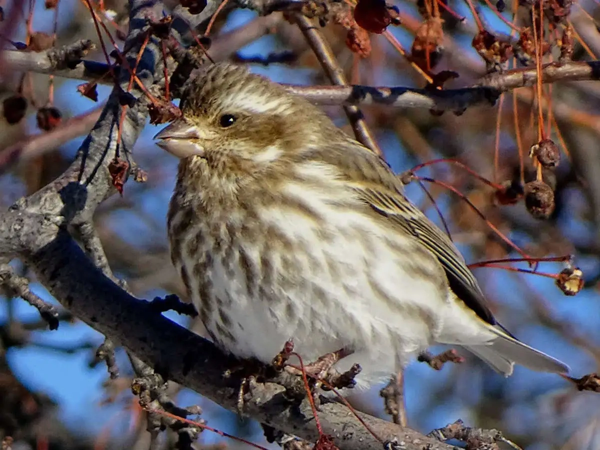 Arboretum wildlife purple finch