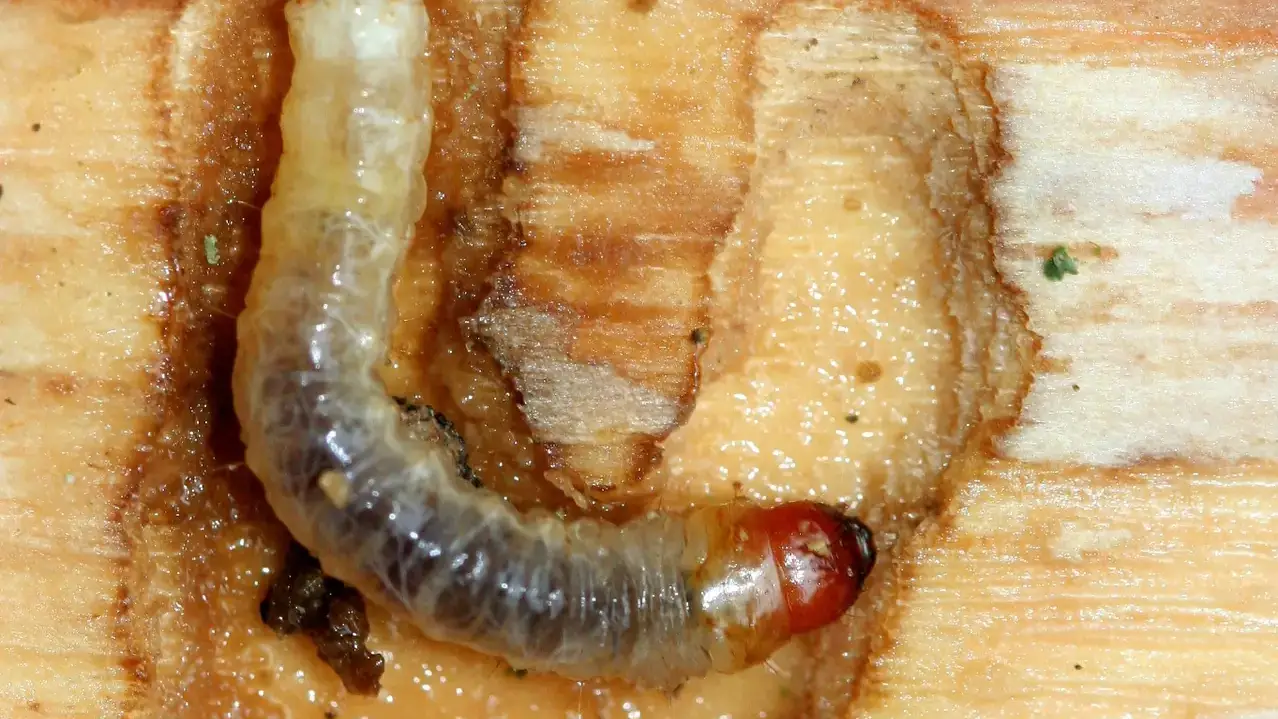 Integrated pest management photos and files