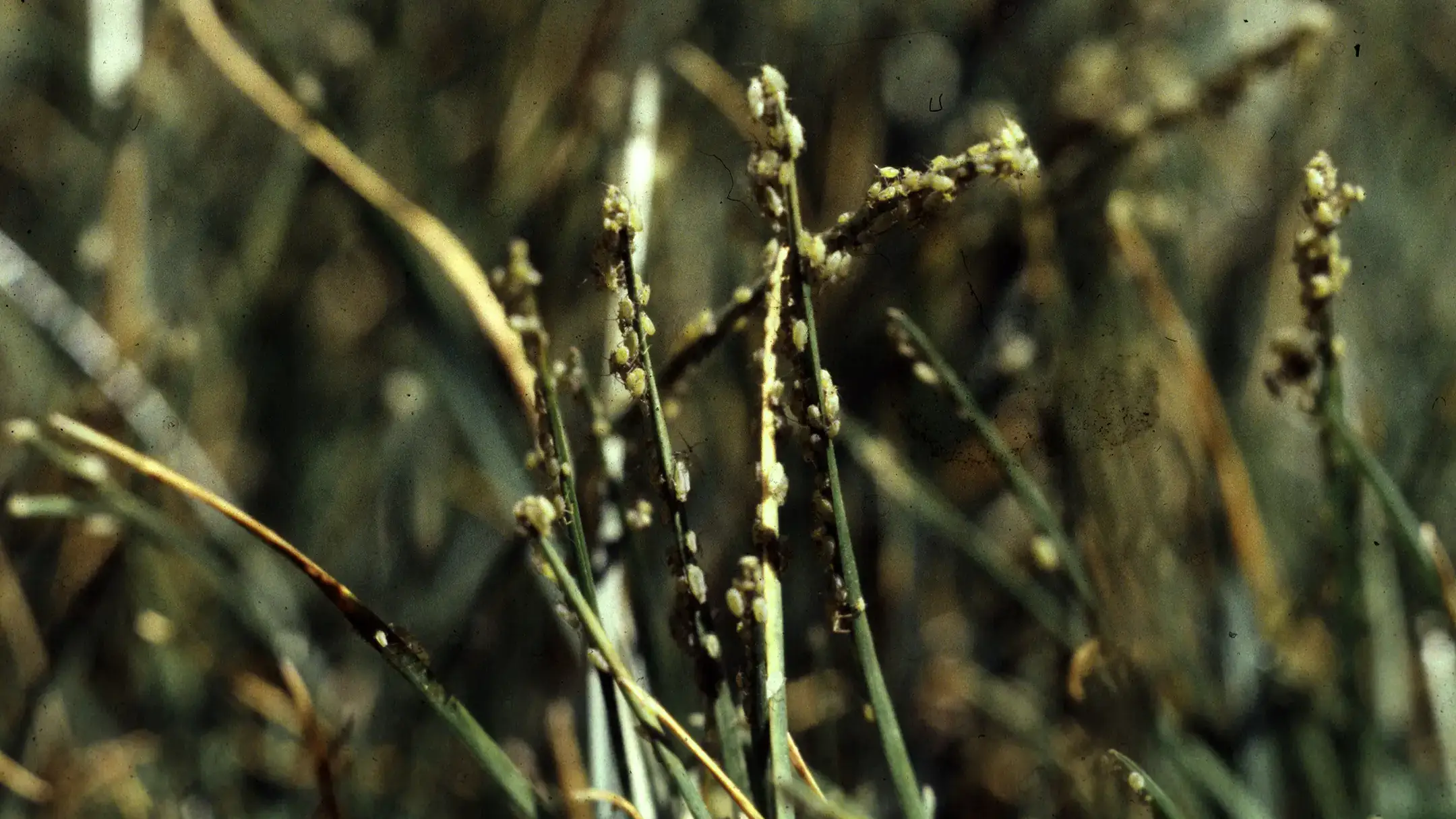 Damage to grasses caused by greenbug.