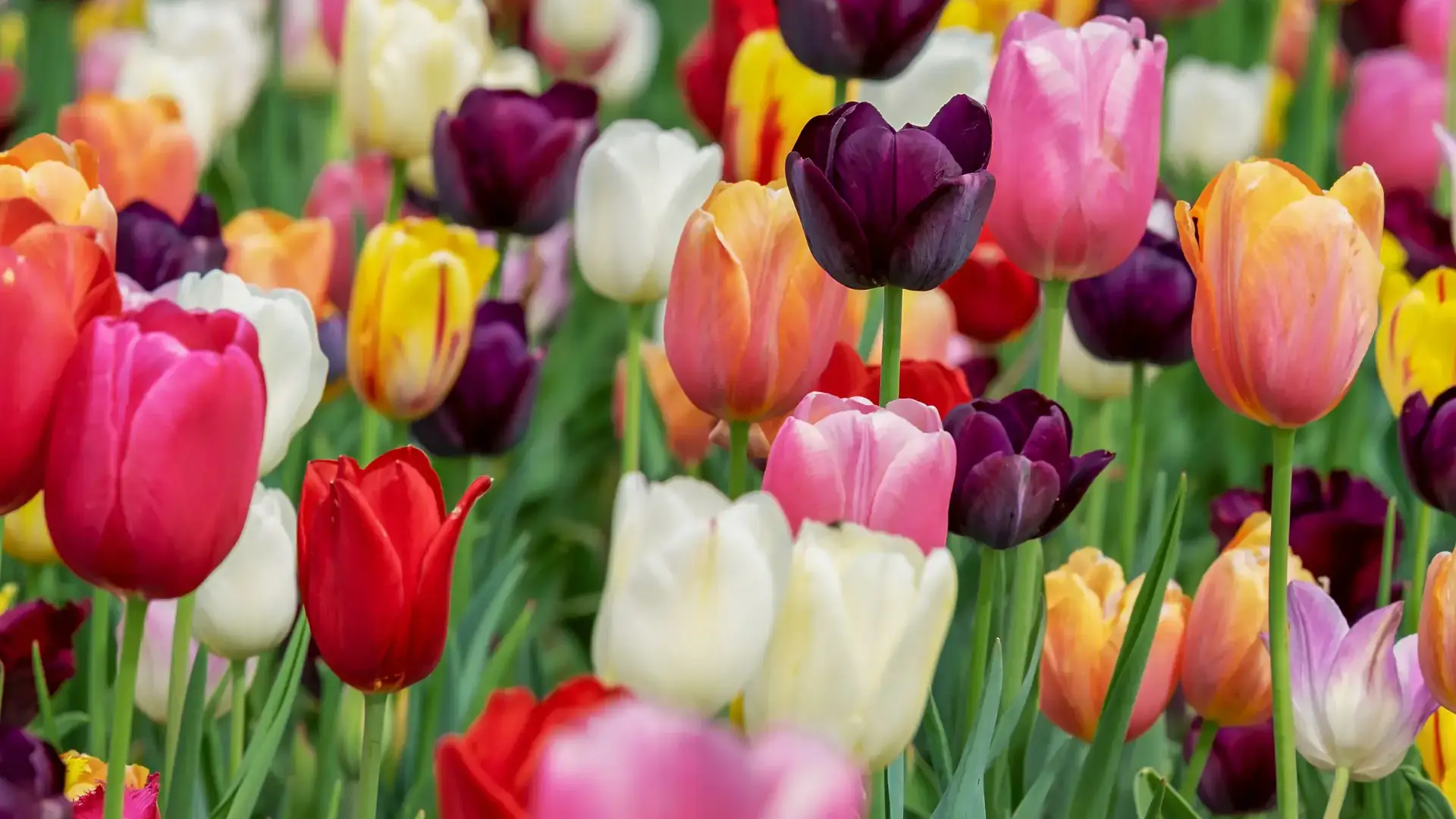 Landscapes and gardens