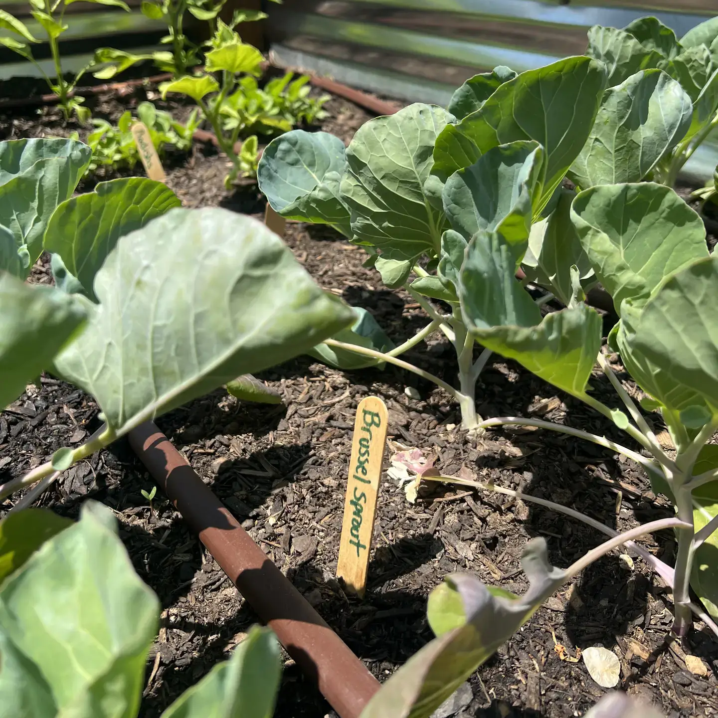 University of Idaho Extension garden in Blaine County