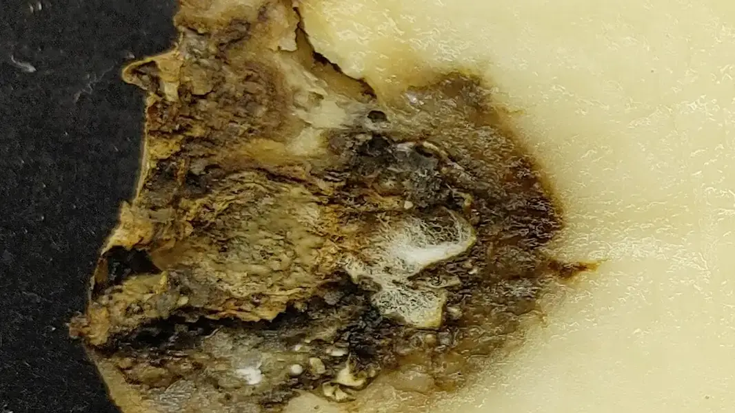 Internal Fusarium dry rot symptoms.