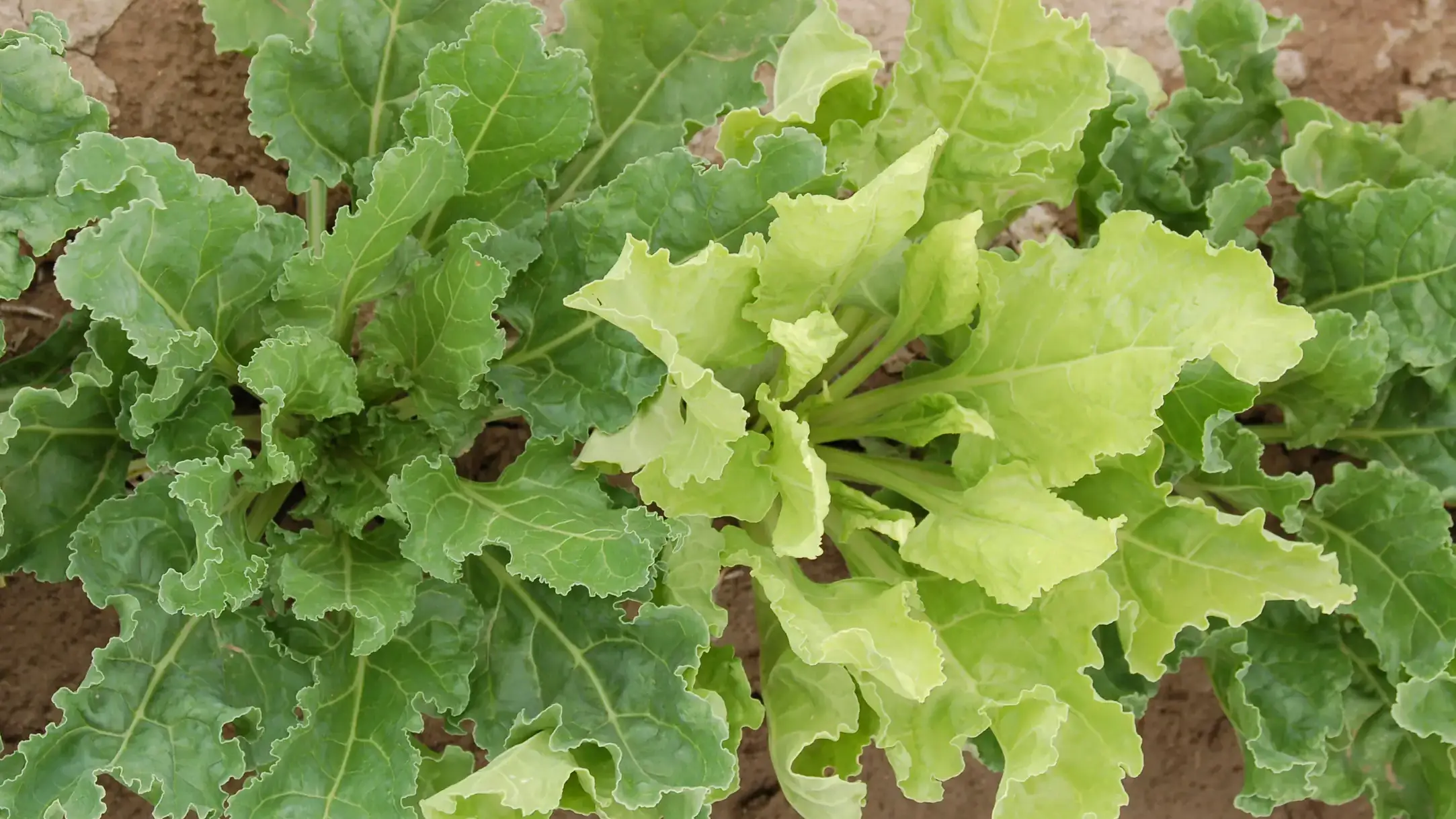 A “blinker” showing bright coloration of BNYVV infection.