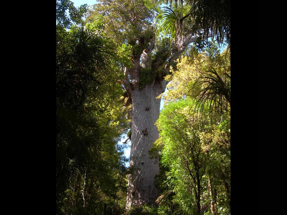 Kauri landscape of a large tree with palms around