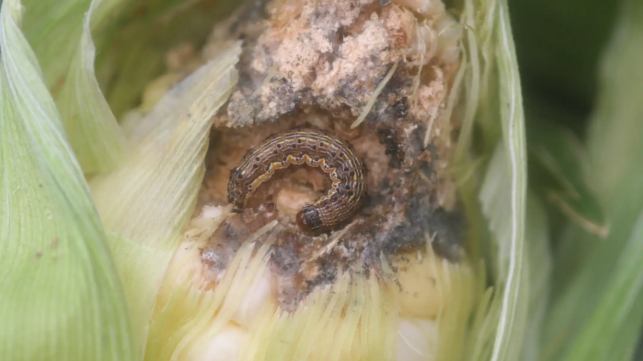 Integrated pest management photos and files