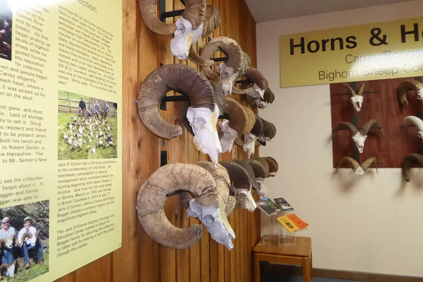 Several bighorn sheep skulls on a wall.