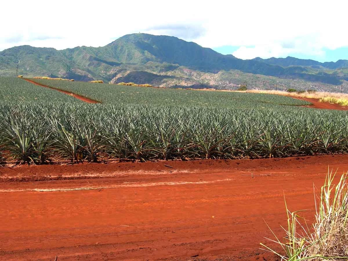 Torrox landscape