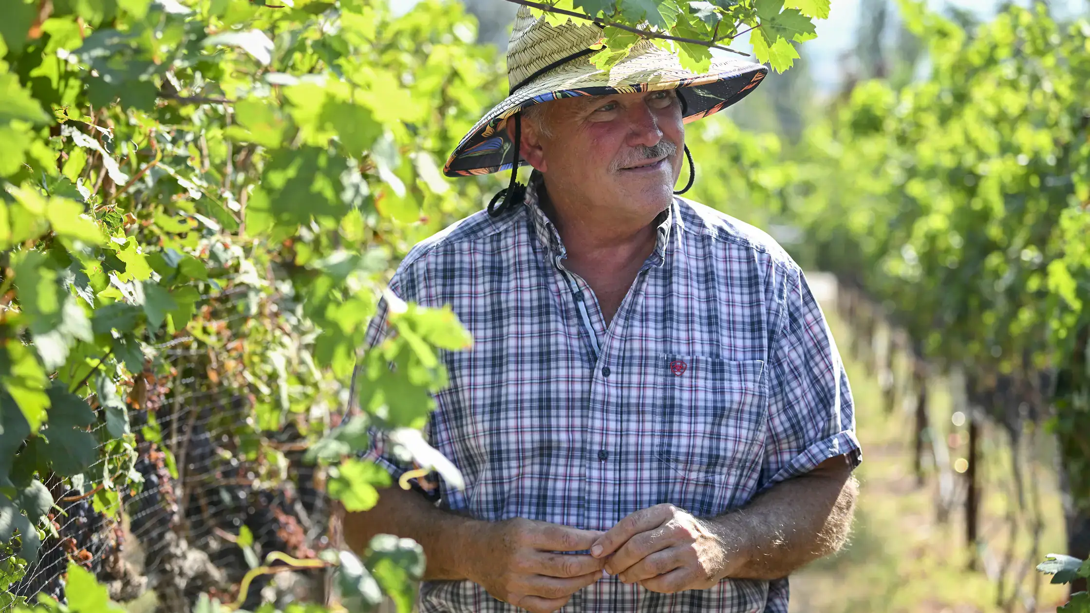 A man wearing a hat and plaid shirt stands among vineyard rows with green grapevines under bright sunlight.