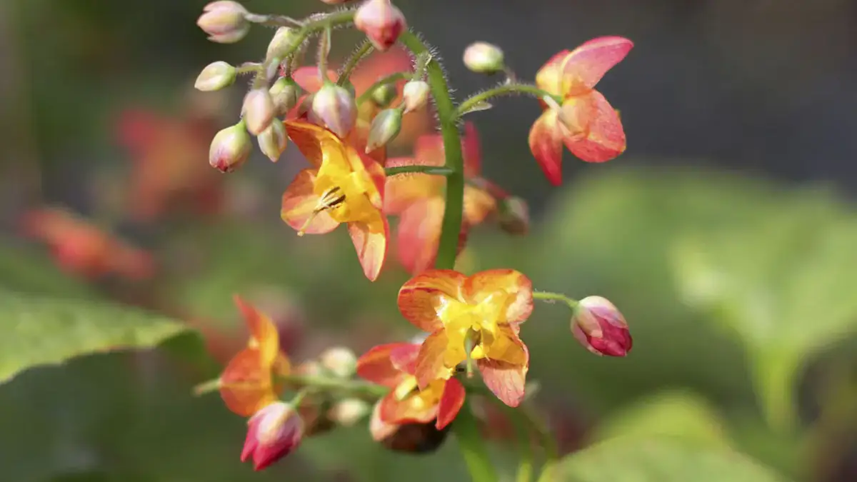 A variety of perennials from African daisies to yarrow