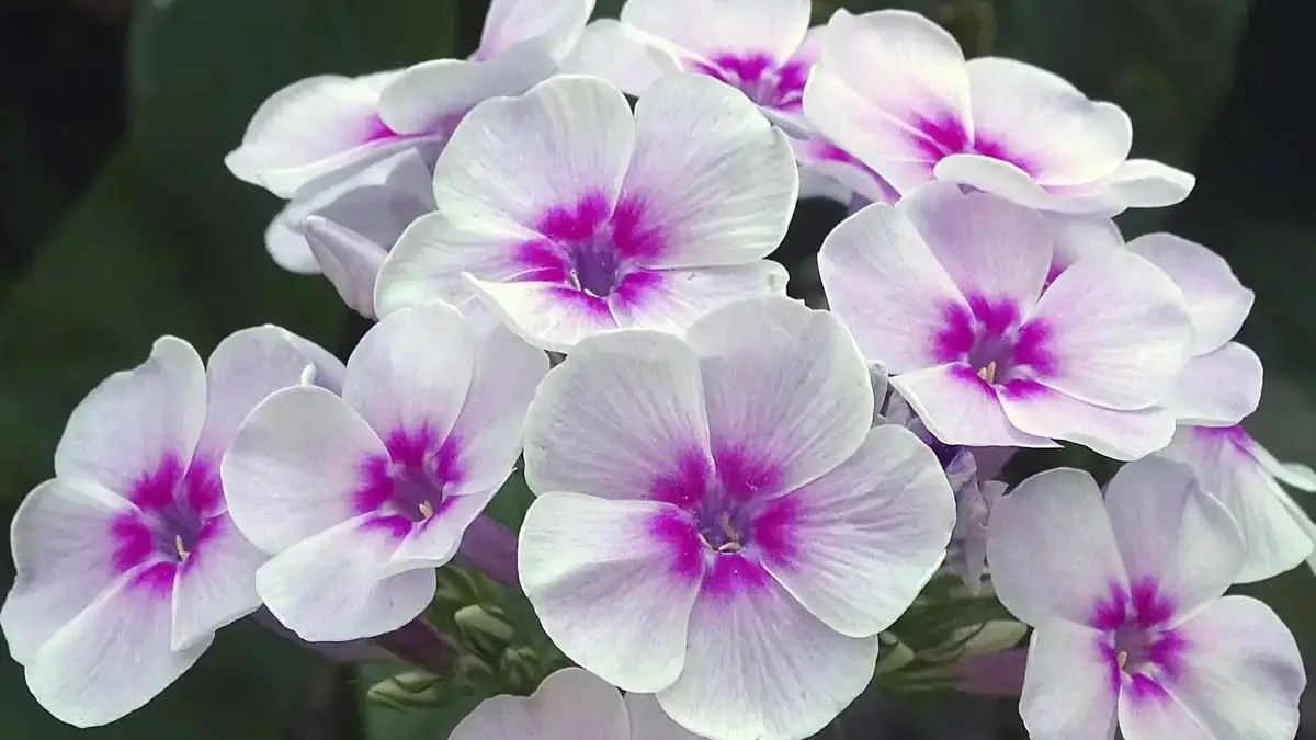 A variety of perennials from African daisies to yarrow