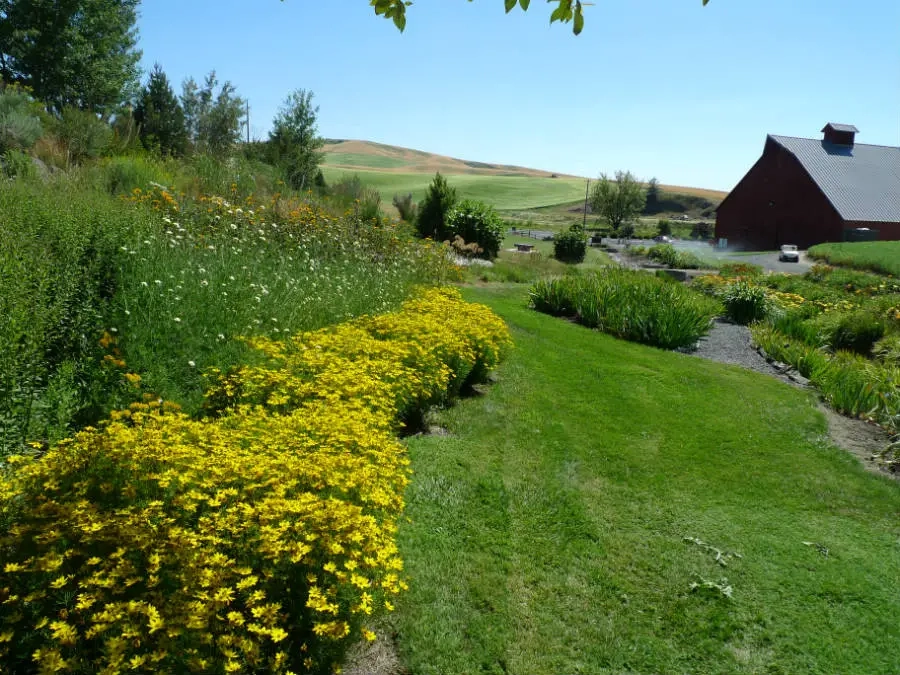 Yellow flowers and tall greenery grown in bunches down a row