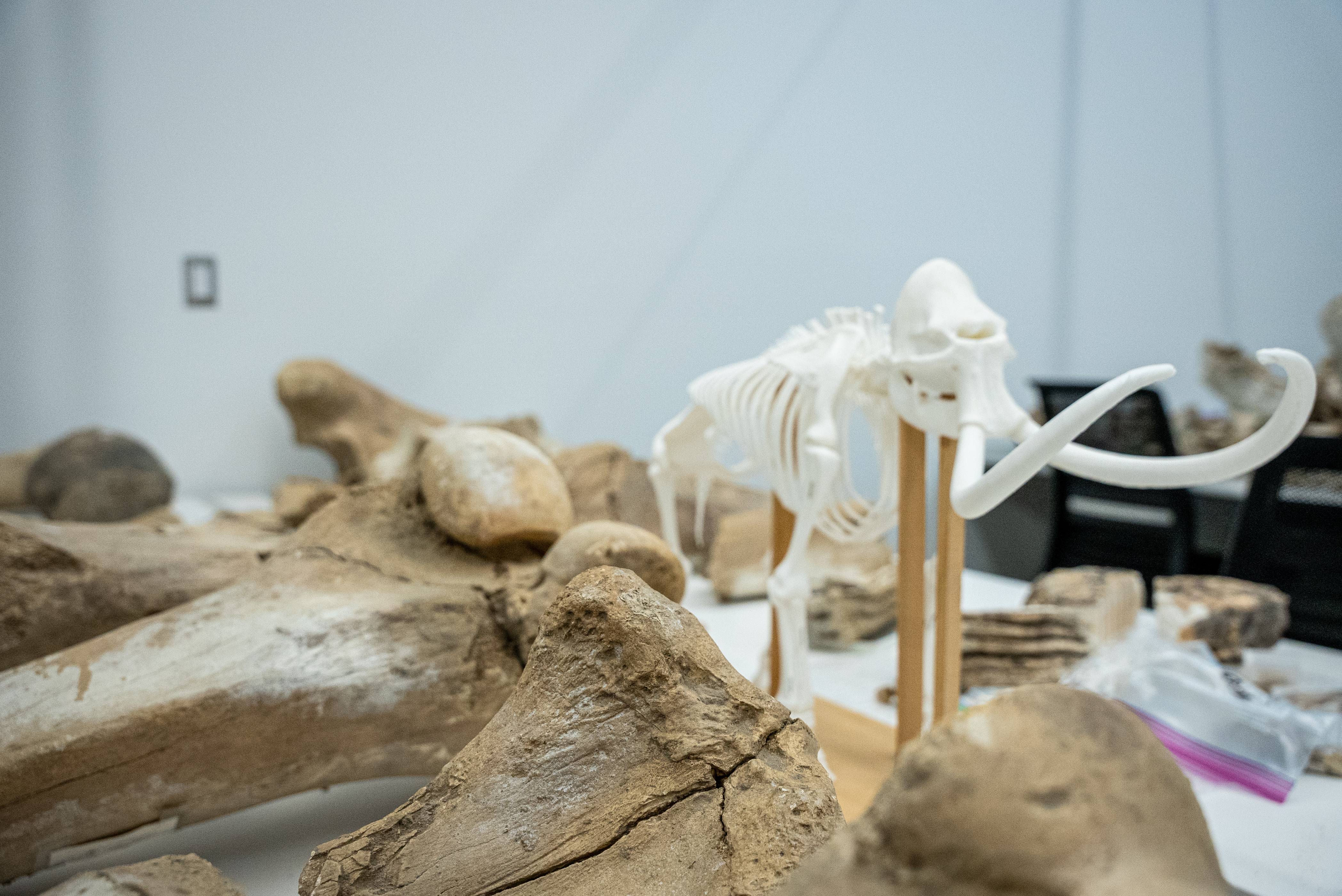 Department of Earth and Spatial Sciences Clinical Faculty Renee Love researching mammoth bones in the Integrated Research and Innovation Center.
