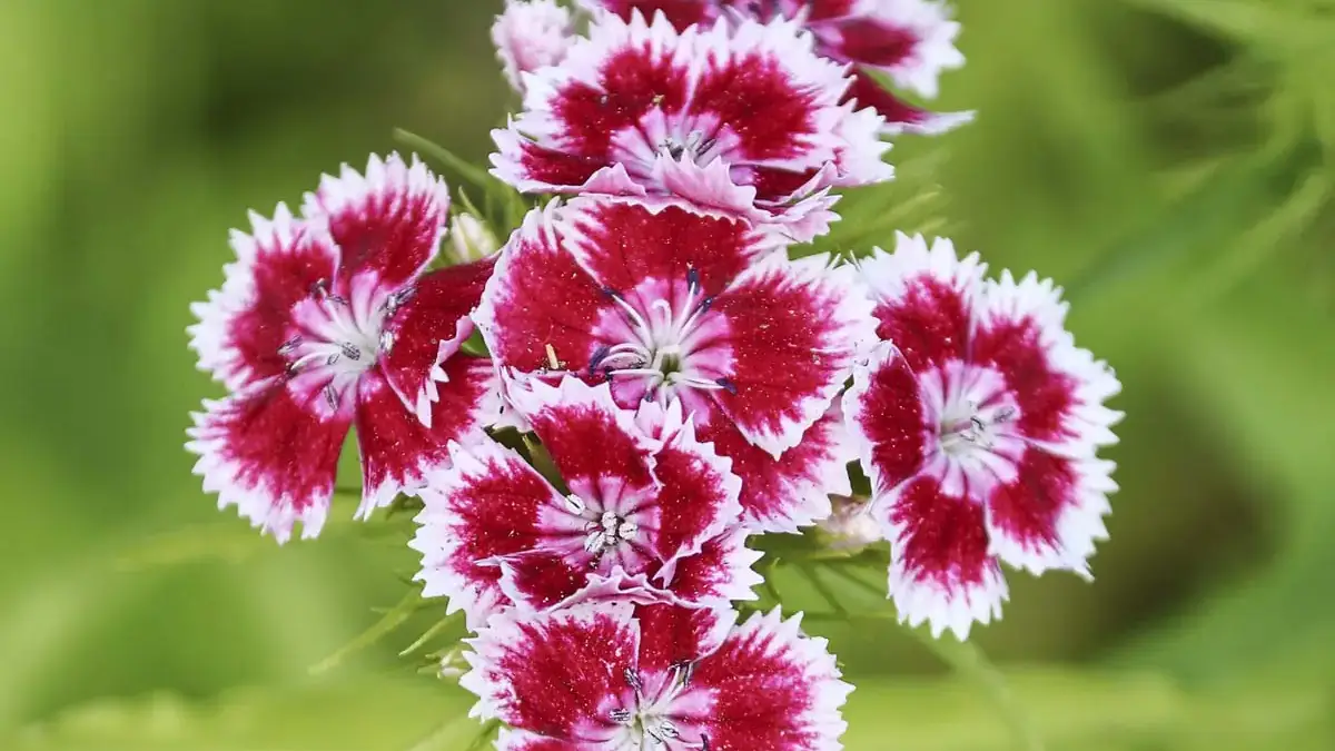 Herbaceous plants that are typically annuals