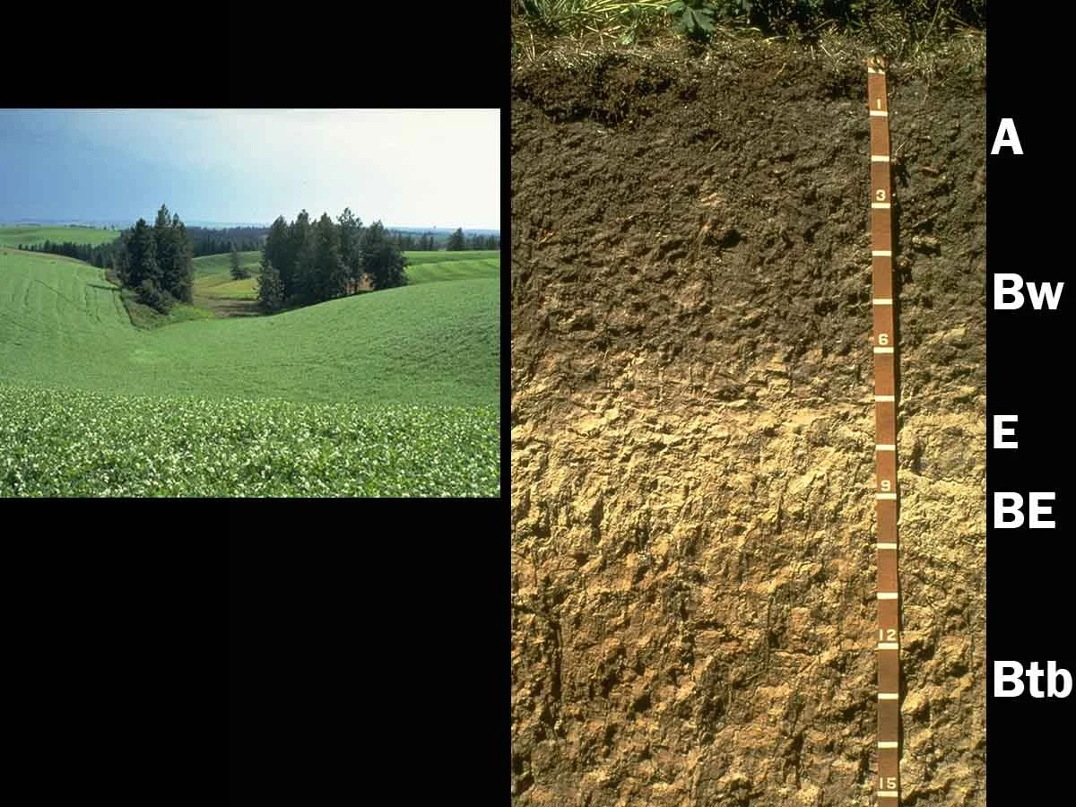 Oxyaquic argixeroll in Latah County