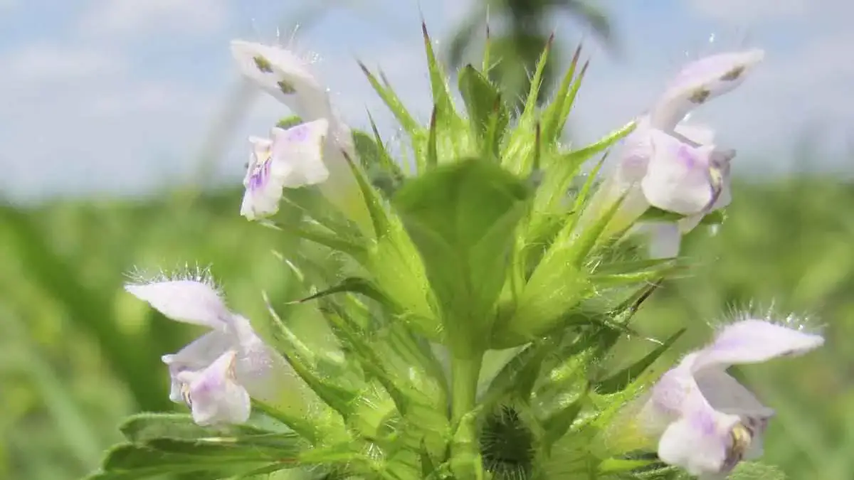 Landscapes and Gardens photos