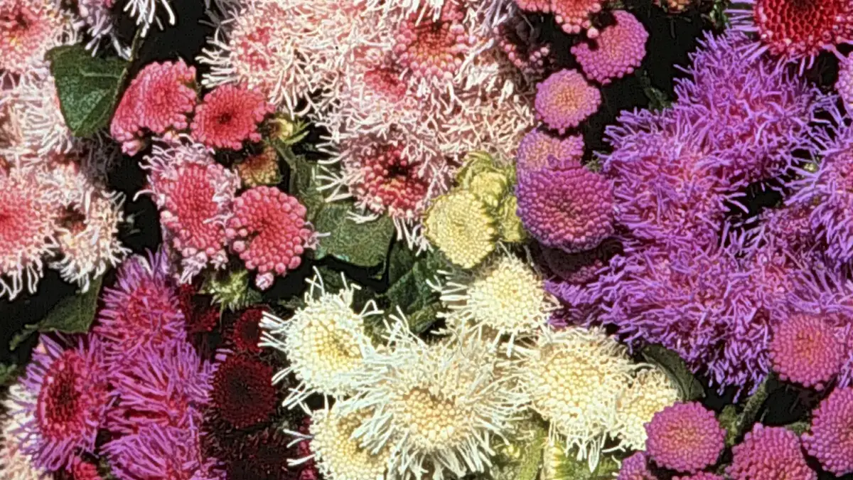 Herbaceous plants that are typically annuals