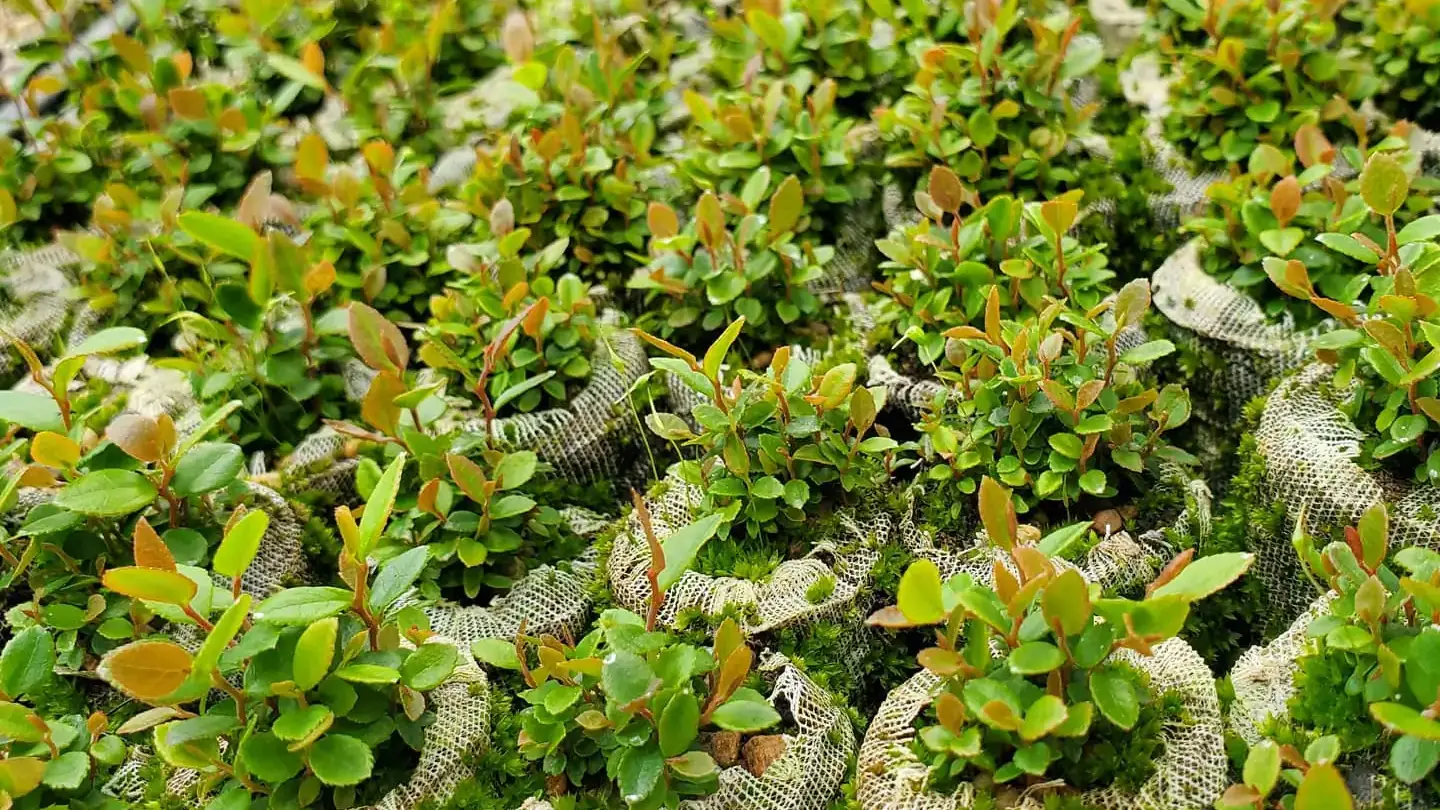 A flat of huckleberry plants, ready for planting.